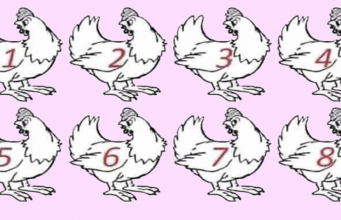Strictly For The Genius…Spot The Differences Between The Chickens