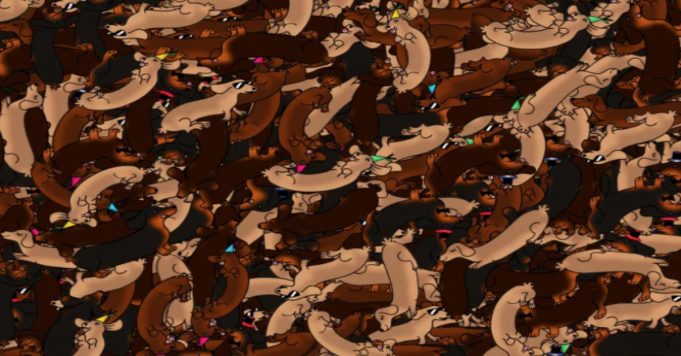Can you spot the sausage in this mound of sausage dogs?