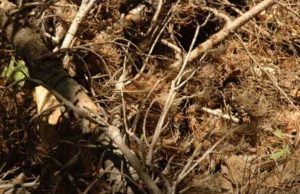 Can you spot the hidden snake in this photo?